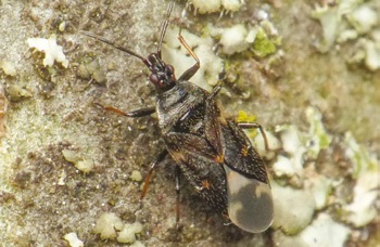 Anthocoris confusus