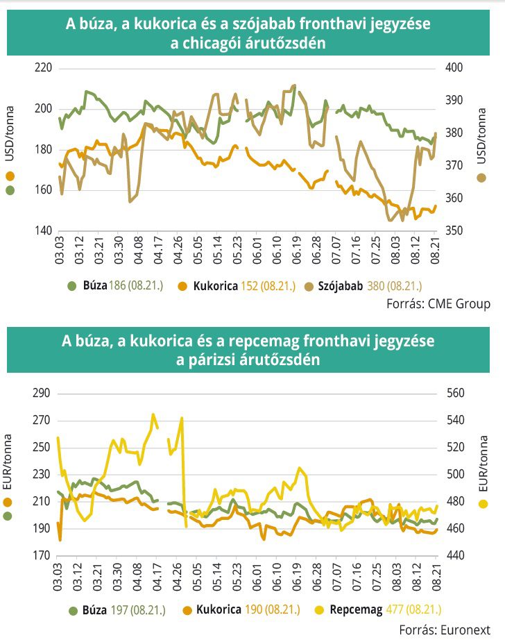 buza_kukorica_arutozsde_35