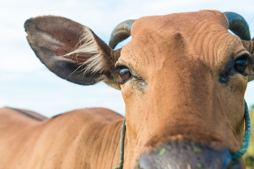 https://www.freepik.com/free-photo/cute-cow-closeup_1204194.htm#fromView=search&page=1&position=16&uuid=9f12841f-a398-4895-bfea-ae288ee45161&query=nigeria+cow