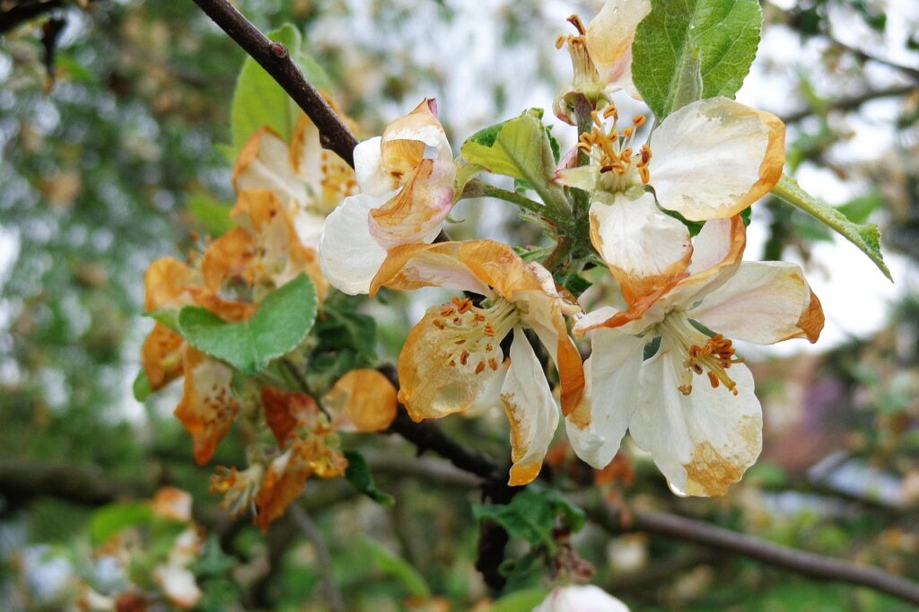 virág fagy alma gyümölcs