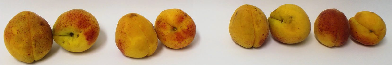 Klosterneuburger, Gönci 83, Göncimagyar kajszi és Magyar kajszi C 235