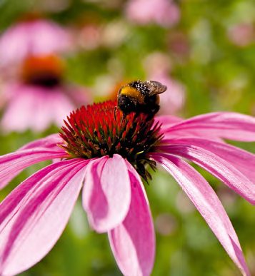 kúpvirág dongó echinacea beporzó állatok