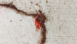Madártetűatkából álló csomó az épület repedésében.A vérfolt az elnyomott atkák miatt keletkezett, tehát ez a felnőtt, vérszívó madártetűatkák jele a baromfiólban