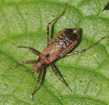 Nagy tolvajpoloska