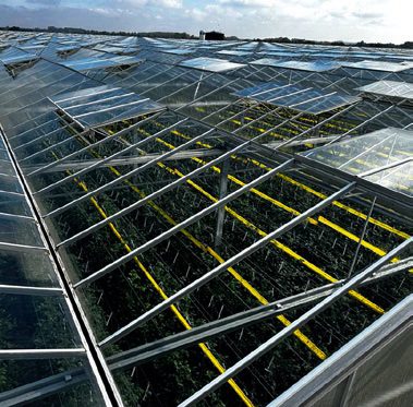 Holland típusú üvegháztelepet építettek,a tetőt edzett üveg borítja