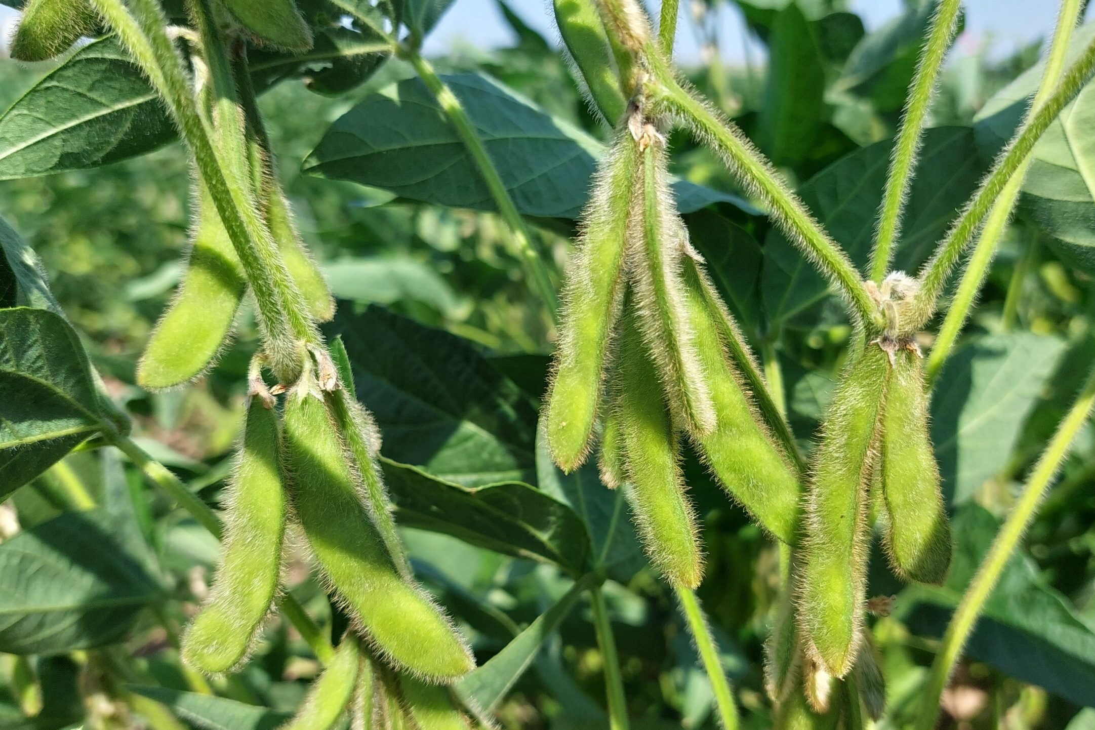 Több nyomós érv is szól a szója termesztése mellett Fotó: Rimóczi Irén
