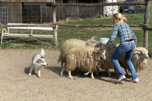 Kezdő tréning egy egy éves border collie-val