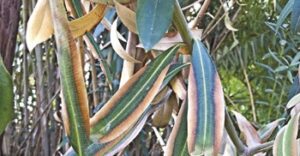 A leander levél szélén húzódó sárguló, száradó sáv a Xylella baktérium fertőzését jelzi