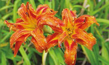 Hemerocallis fulva