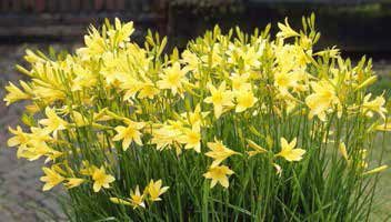 Hemerocallis lilio-asphodelus