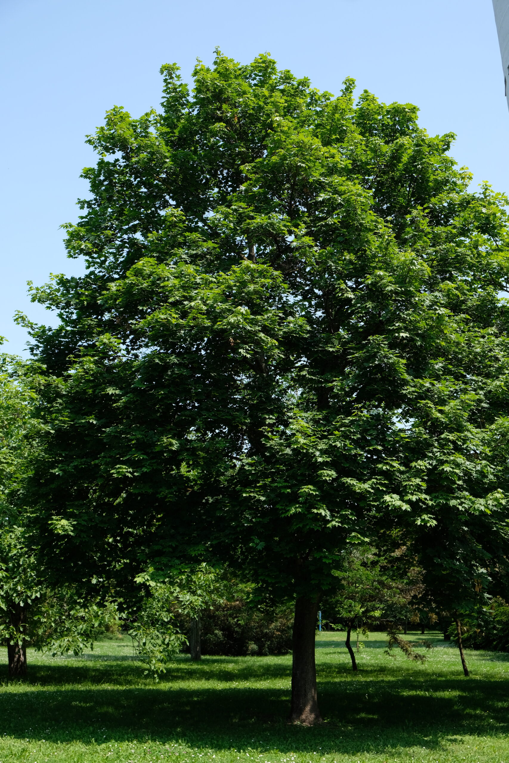 korai juhar