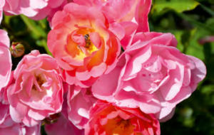 Maxi Vita (floribunda rózsa)