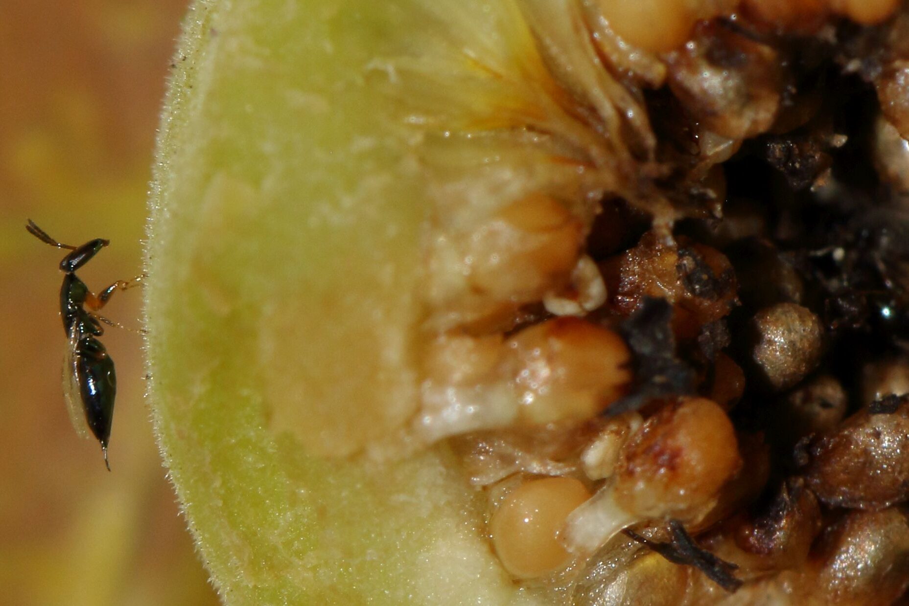 Seres rotundus fügedarázsfaj a Ficus abutilifolia-n, Afrikában
