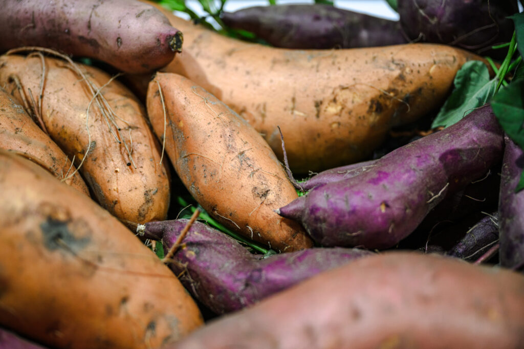 Batáta a kiskertben: tavaszi tennivalók