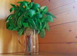 GYÖKEREZTESSÜK A bazsalikomot vízben is meg lehet gyökereztetni. A lemetszett szárakat állítsuk vízbe és tegyük ki egy napos ablakba. Cseréljük a vizet mindennap, és egy héten belül gyökeret ereszt