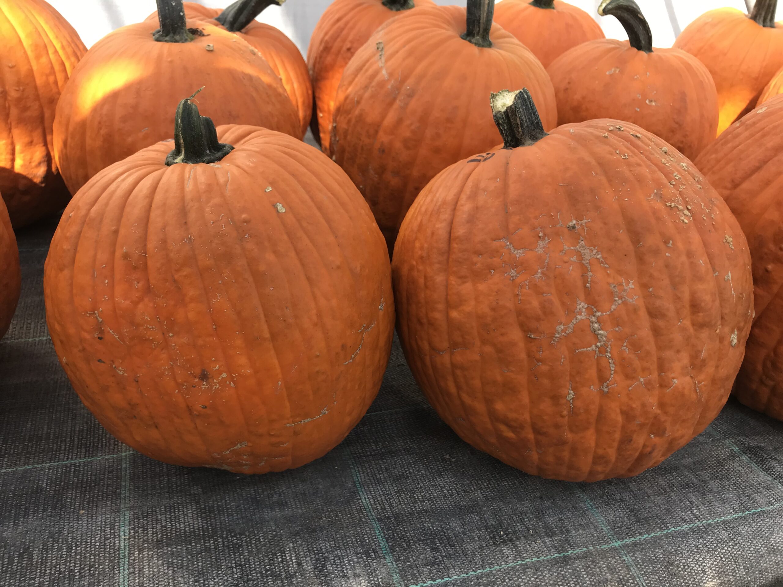 Halloween-tök