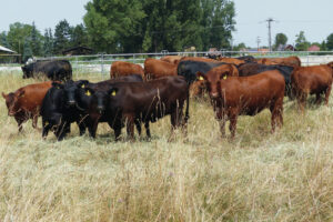 húsmarha takarmány