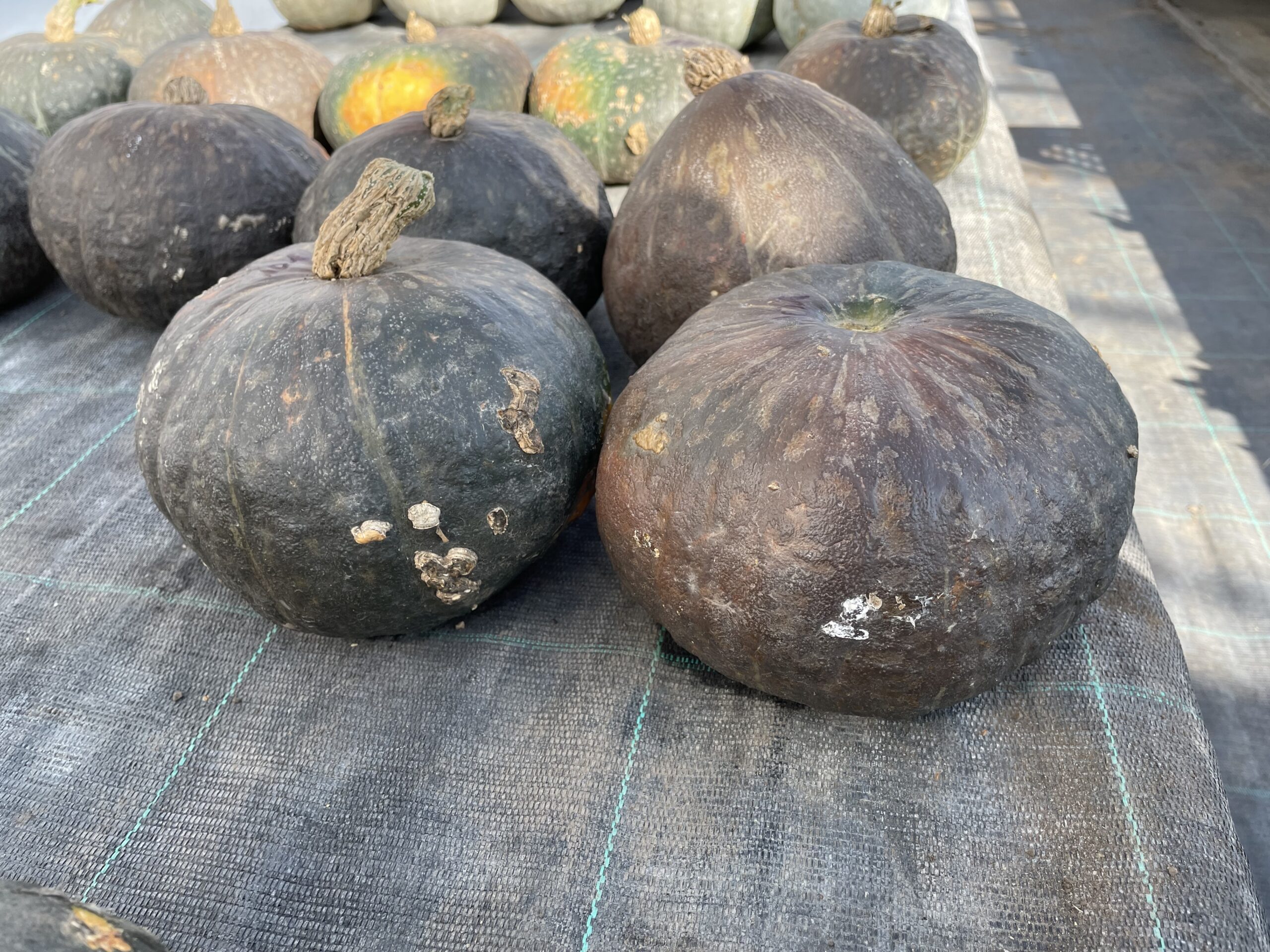 Kabocha típusú óriástök