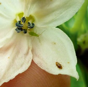 A Macrolophus ragadozó poloska (zöld)és az Orius laevigatus virágpoloska (barna) régóta hatékony részei a paprika biológiai növényvédelmének