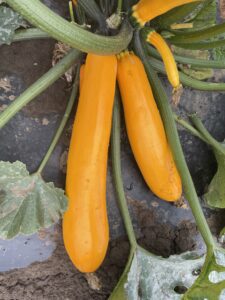 Van akkora tök, ami nehezebb, mint egy személyautó