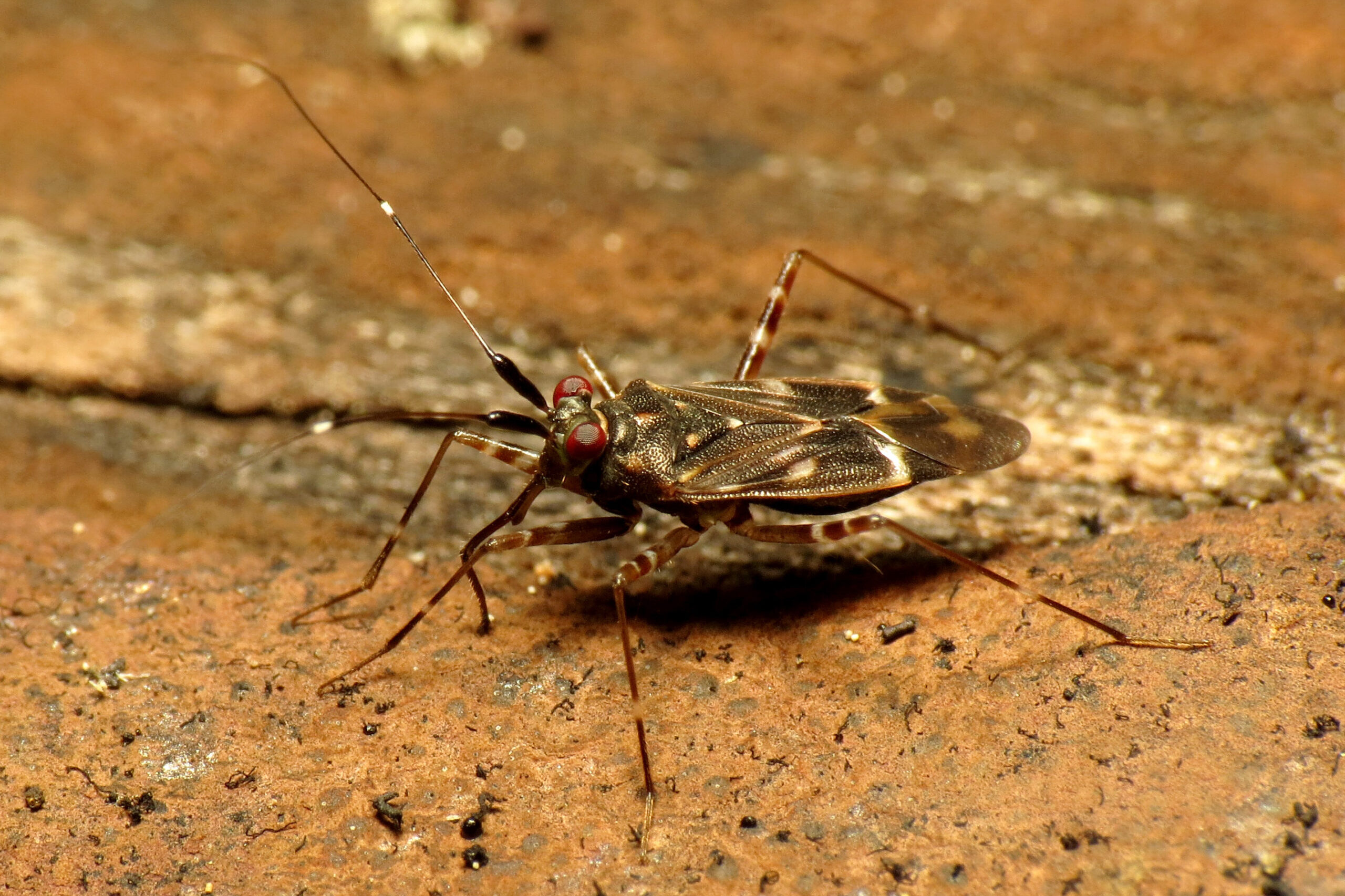 Cylapus tenuicornis poloska