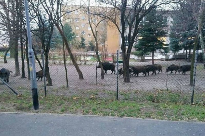 Miért van szükség a vadászatra?