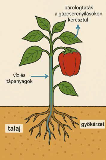 A levél párologtatásból eredő vízhiánya az a szívóerő, amifenntartja a növény vízforgalmát