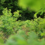 A pusztuló lucfenyvesek helyére elegyes tölgyeseket ültetünk