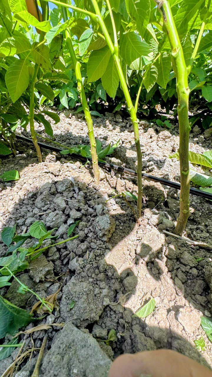 A 30-40 centiméteres alanyok előkészítése a szemzésre