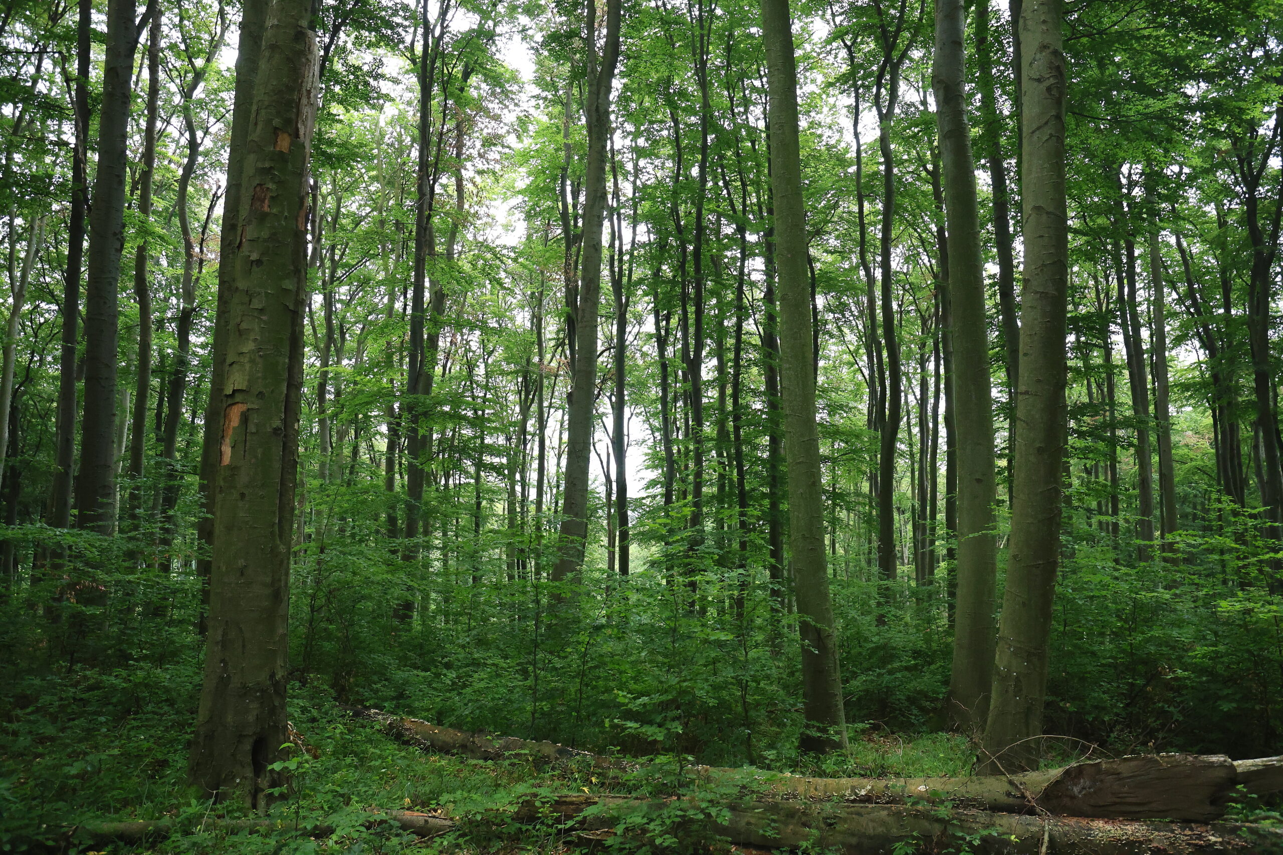 Az örökerdő képe eltér a hagyományos, vágásos üzemmódban kezelt erdőétől