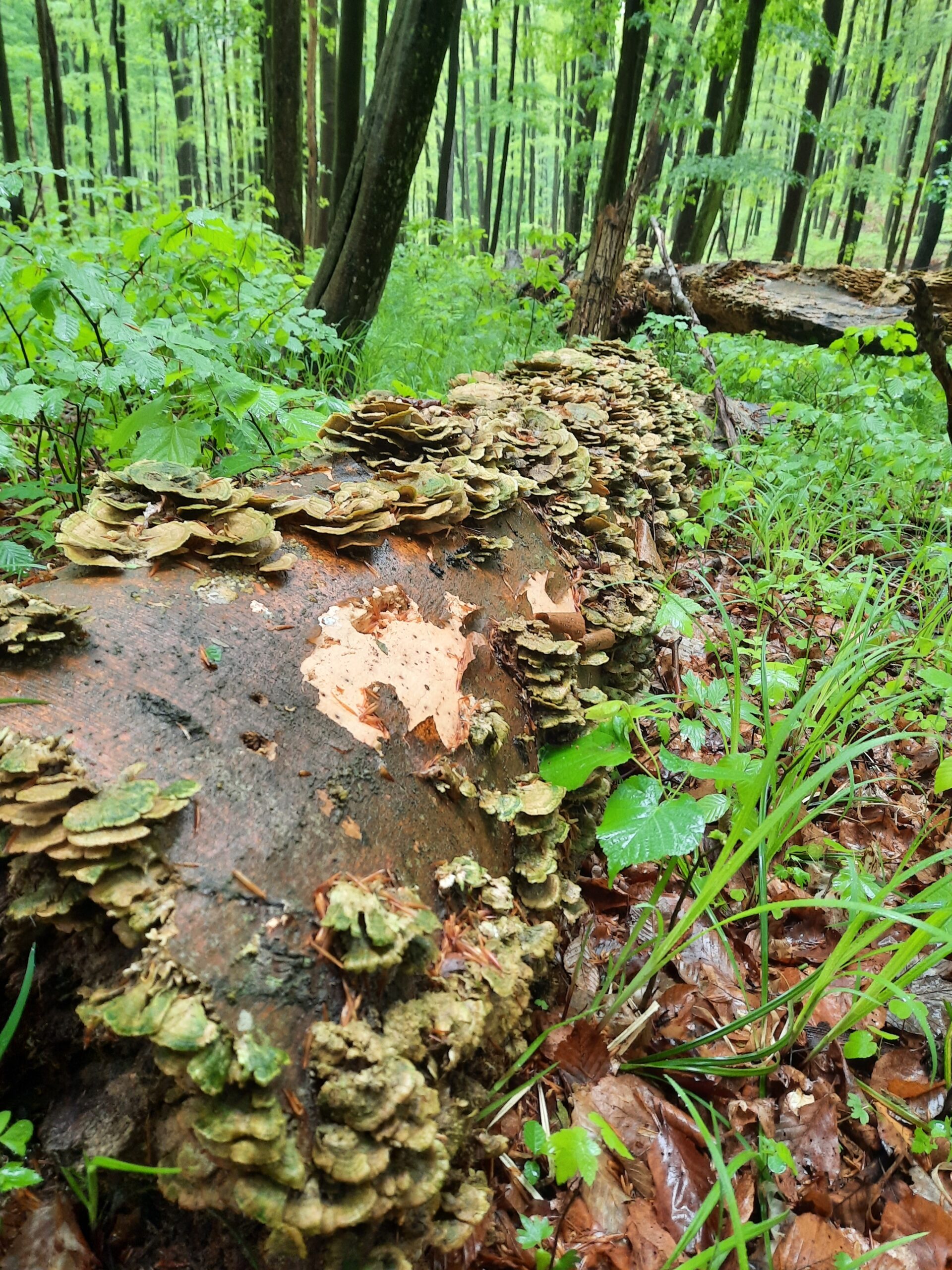 Az erdőben hagyott holtfa számos faj élőhelye, ezáltal gazdagítja az erdő életközösségét