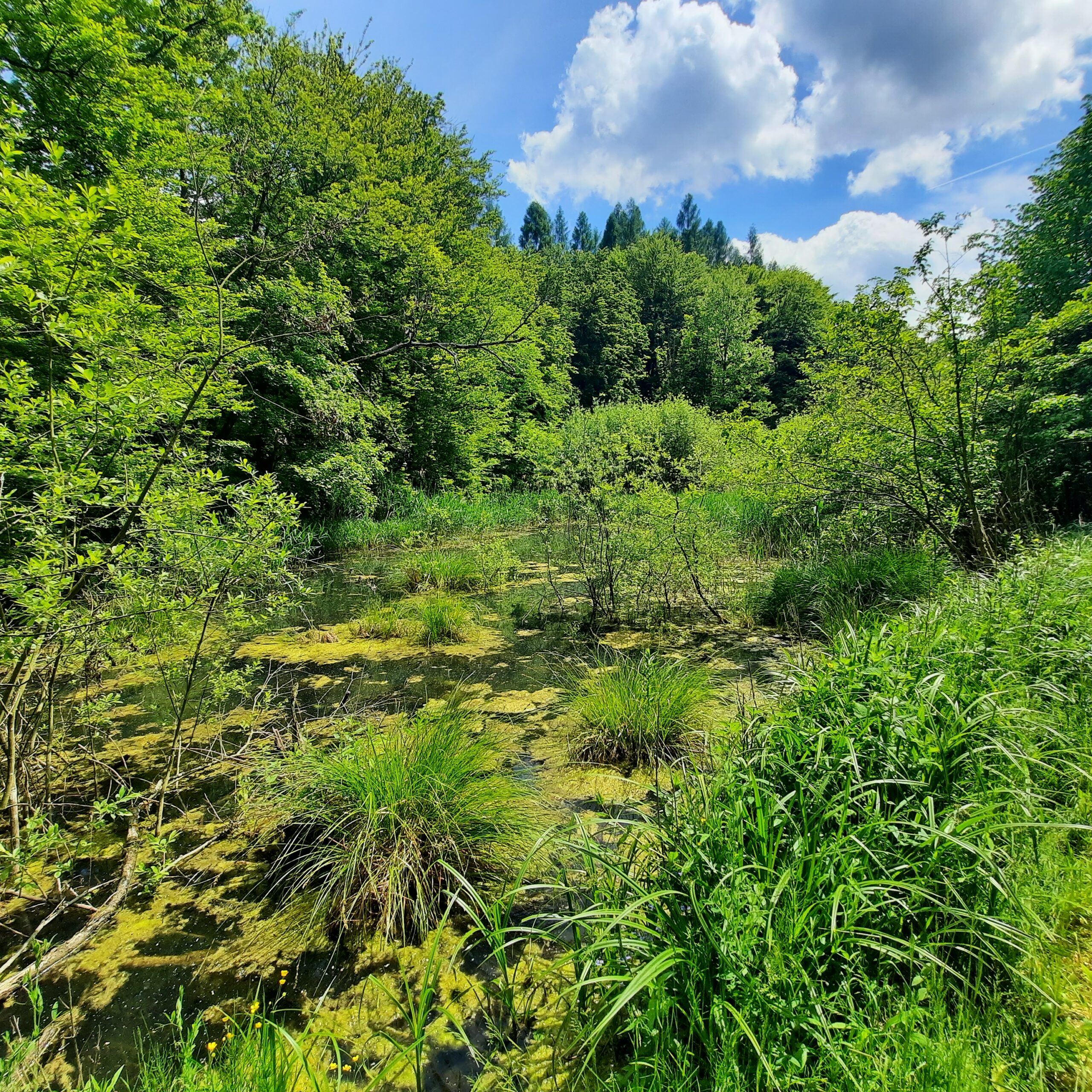 A tó és környezete megfelelő élőhely hazánk egyetlen fokozottan védett kétéltűje, az alpesi gőte számára