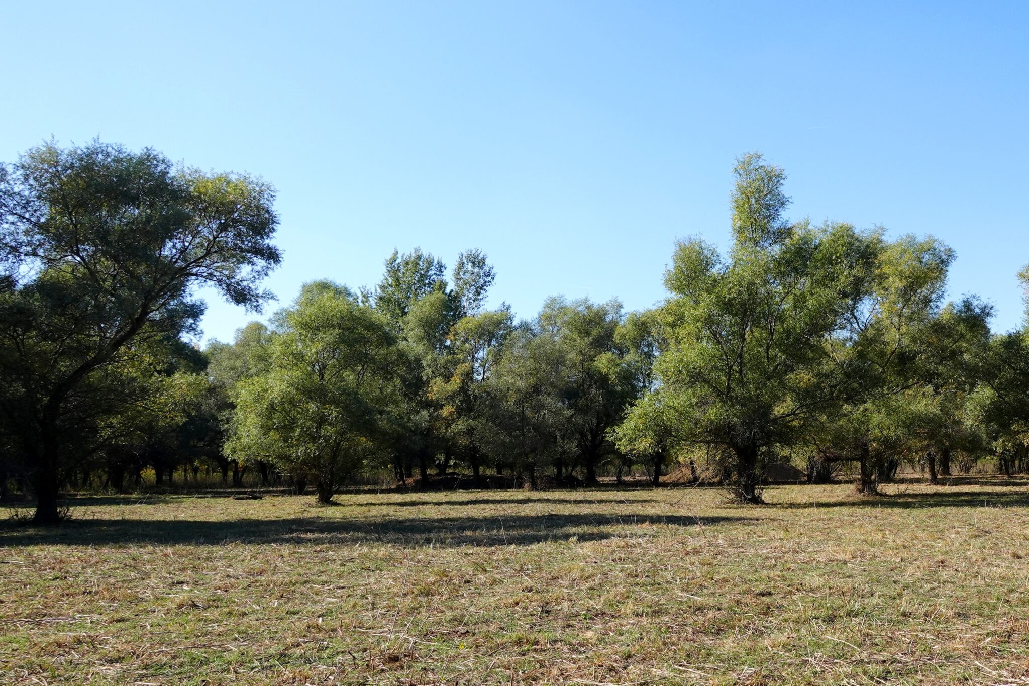 Ártéri fáslegelő legelés után 2025 október közepén a Közép-Tiszán. A terület várja az árvizet, hogy jövőre is tudja adni a dús biomasszát. fotó: Balogh Péter