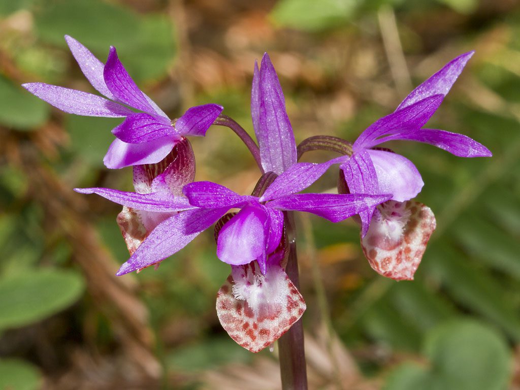 Calypso_bulbosa