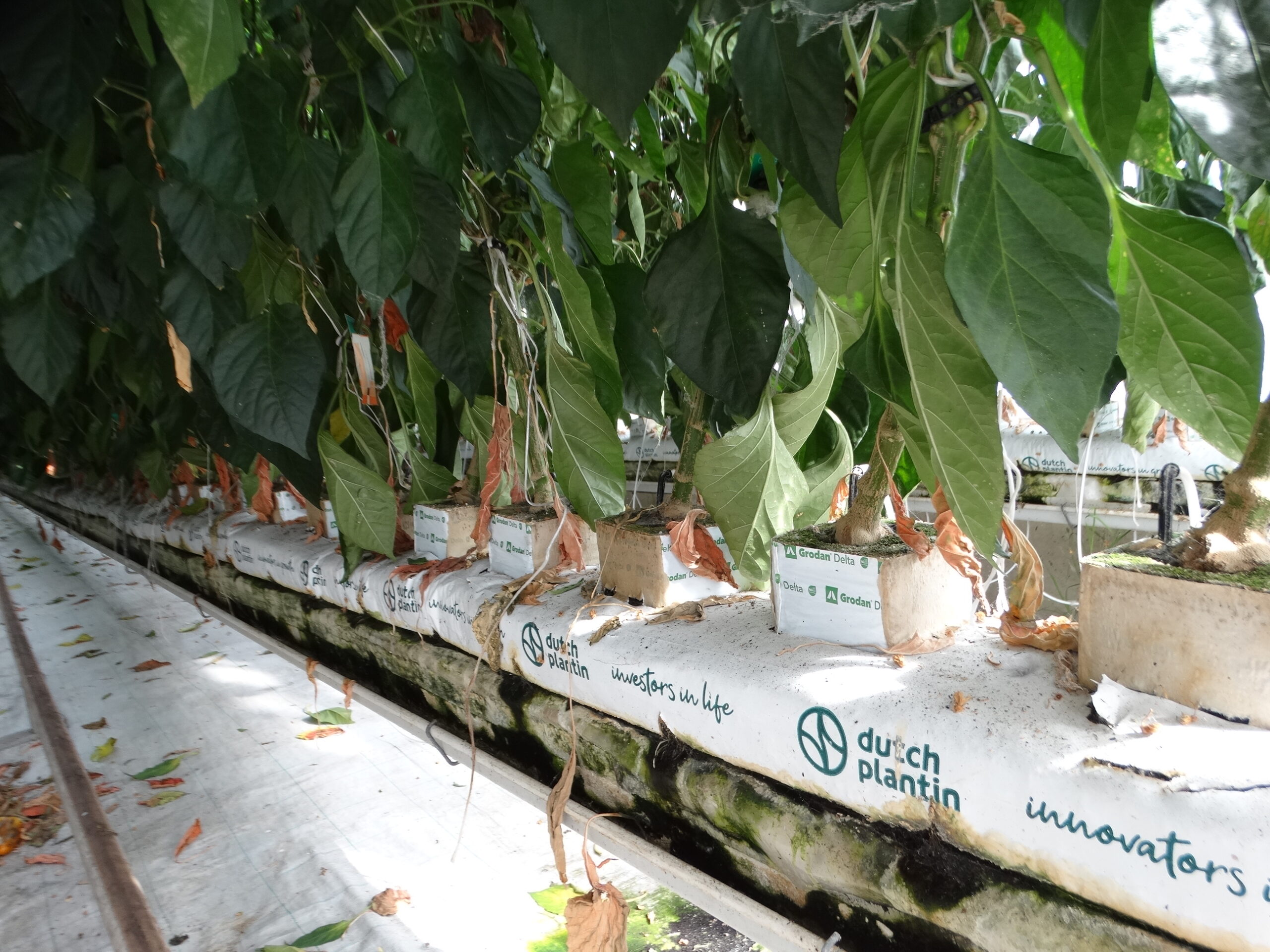 A kókuszrost paplanokat kétéventecserélik és bedolgozzák a talajba