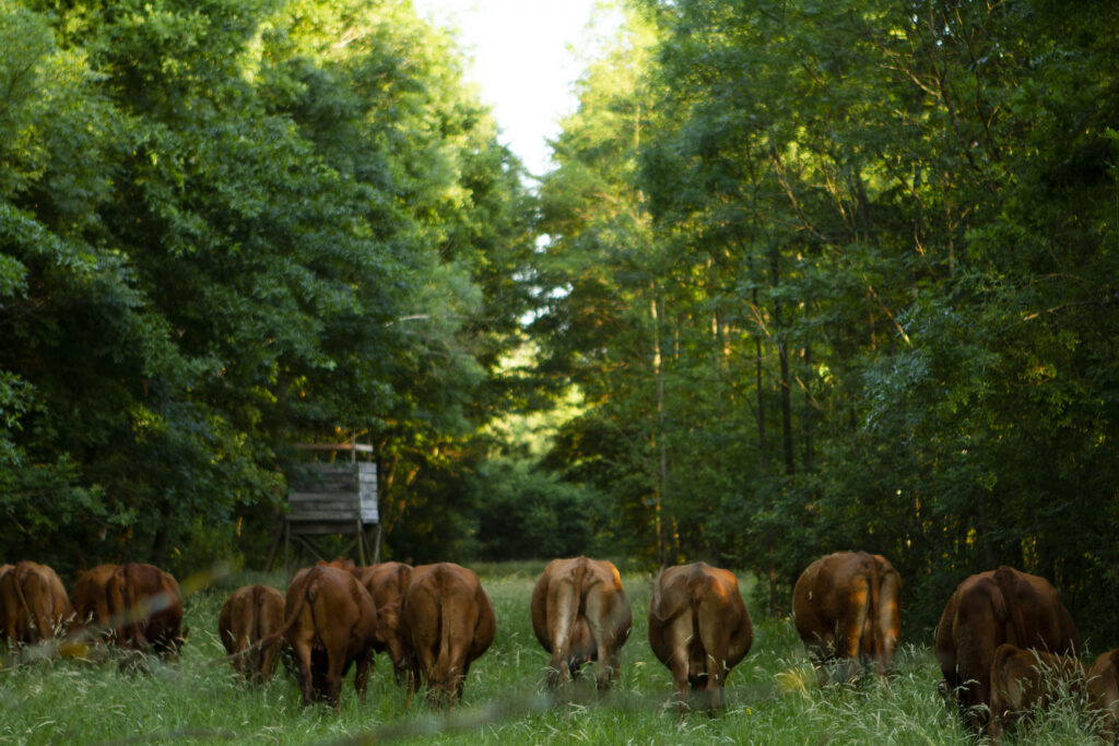 DEDES Projekt szakaszos legeltetés regeneratív szarvasmarha angus