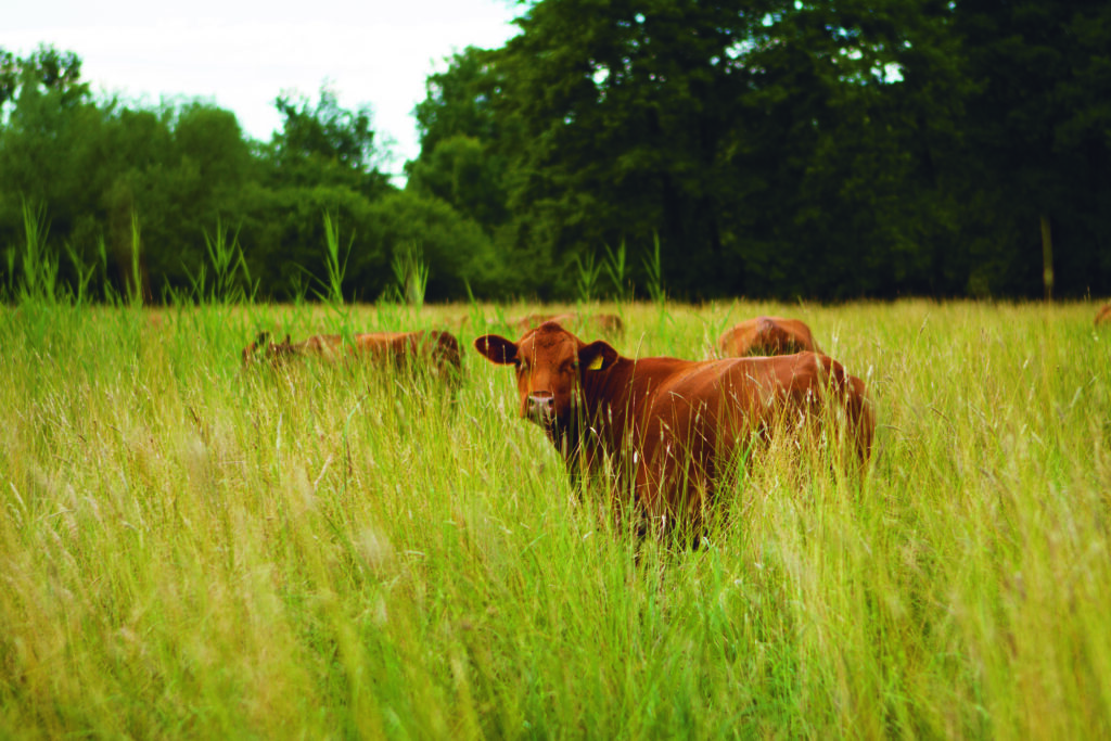 DEDES Projekt Szarvasmarha angus