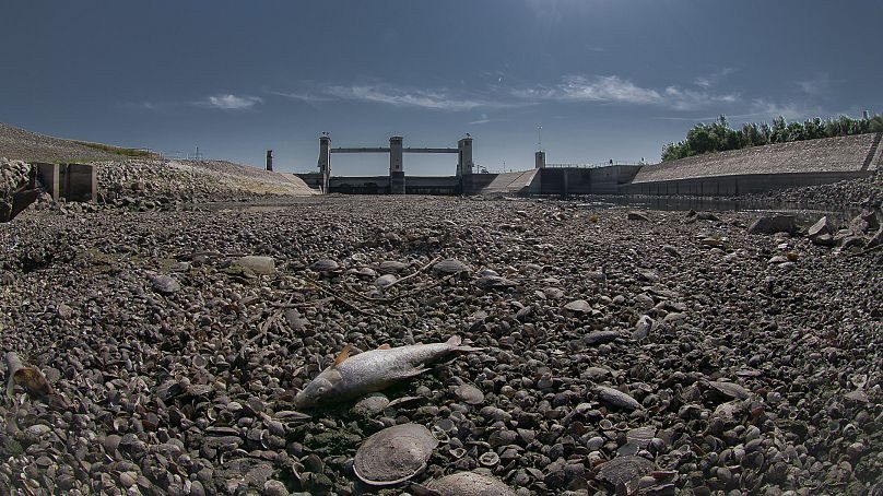 Rekord alacsony vízállás a Hármas-Körösön 2022 augusztusában Fotó: Dr. Jakab Gusztáv euronews.com