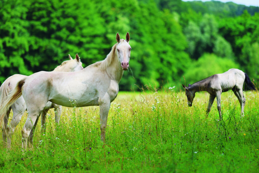 Az Akhal teke különleges színű egyede, a cremello is ,,megállja a helyét" a ridegtartásban 