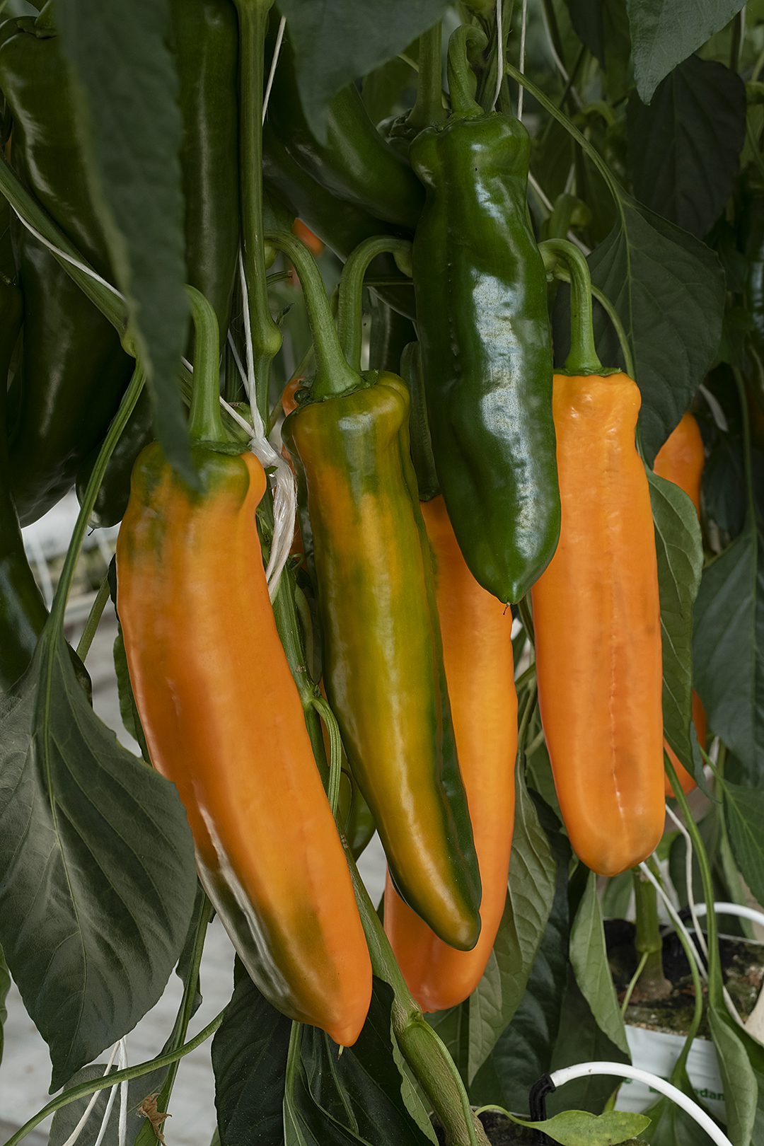 az Obedius RZ F1 narancssárgabogyói rendkívül édesek