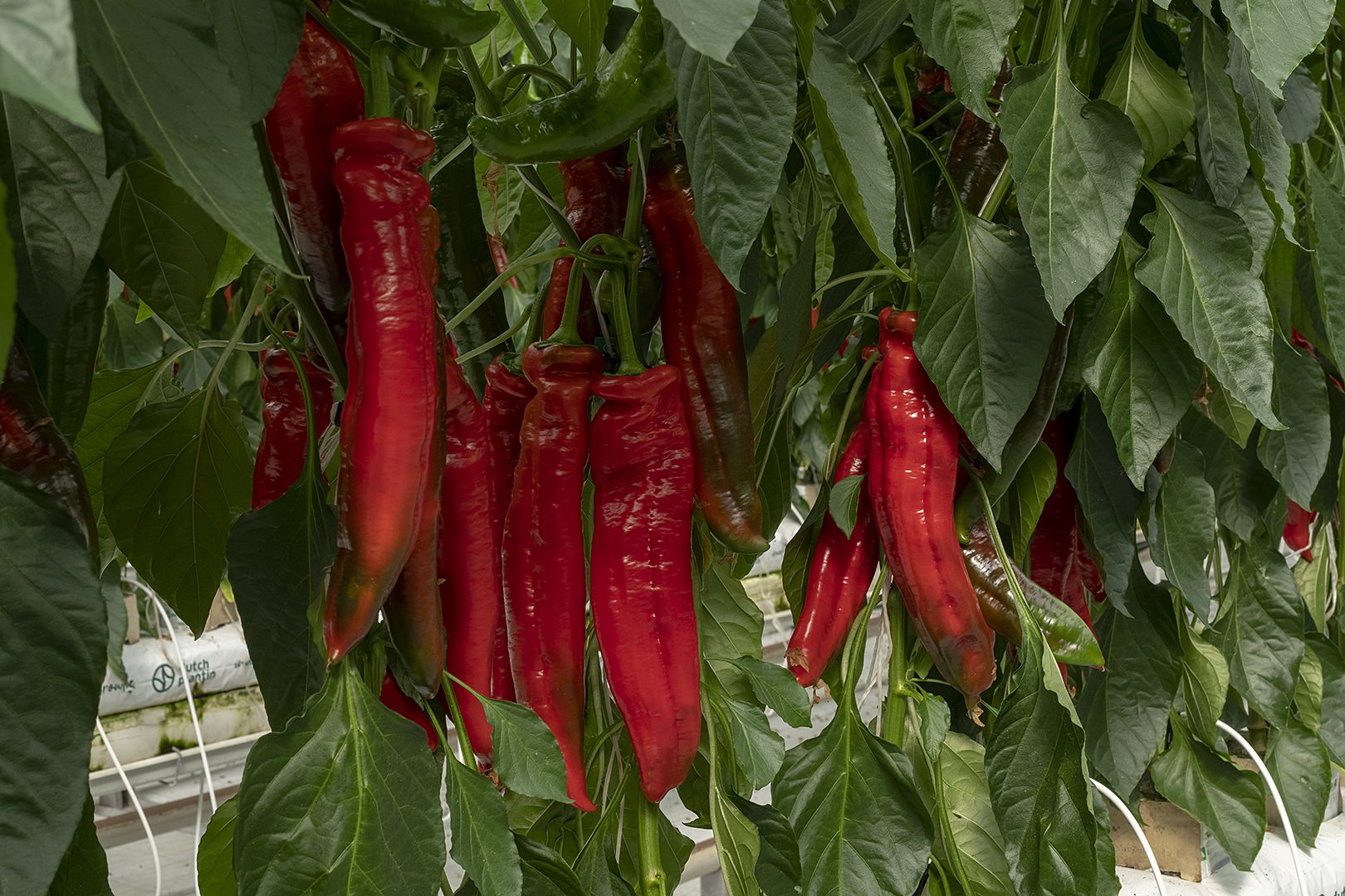 A Palermo Radius RZ F1 koránhozza vastag húsfalú, pirosra érő terméseit,