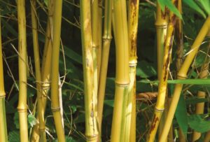 bambusz