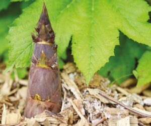 Az erős bambuszhajtások képesek áttörni a burkolatot