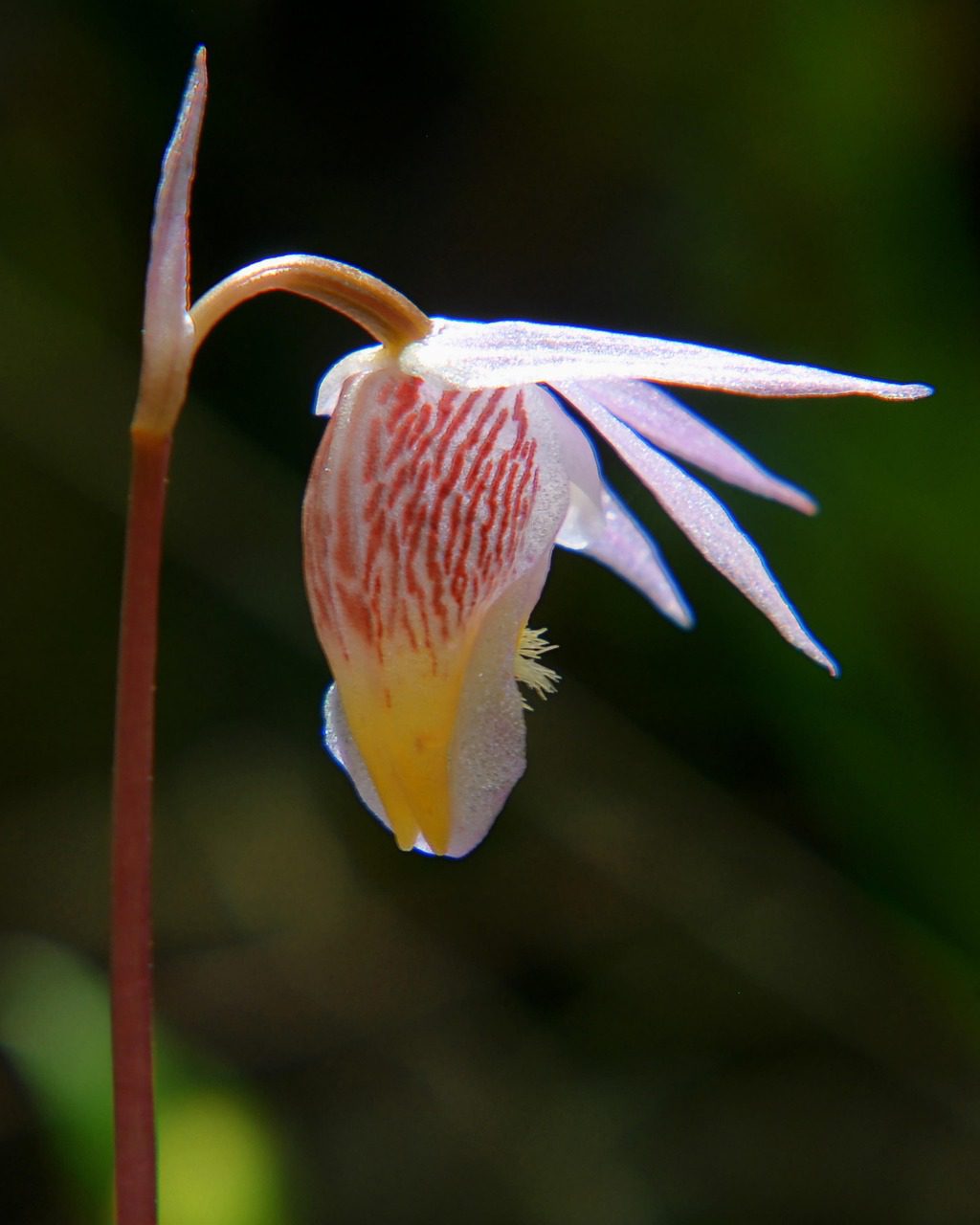 Calypso bulbosa orchidea