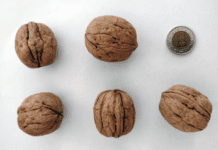 Szeptember végén, október elején érik a nagy termésű Chandler fajta