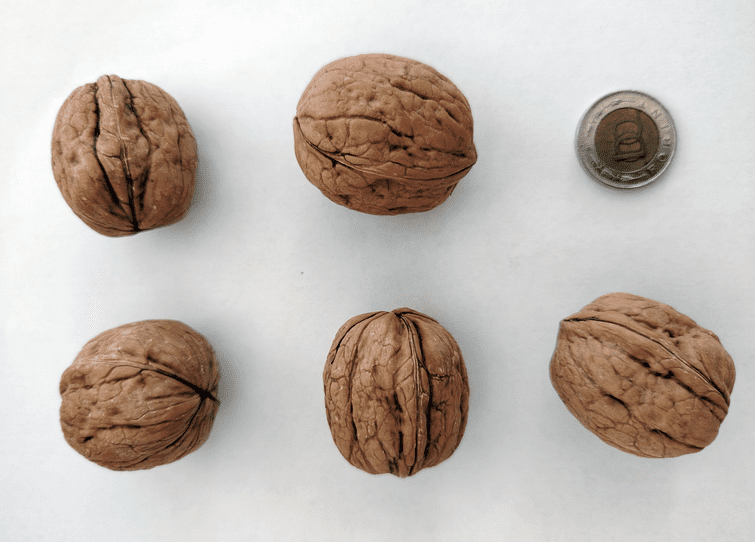 Szeptember végén, október elején érik a nagy termésű Chandler fajta