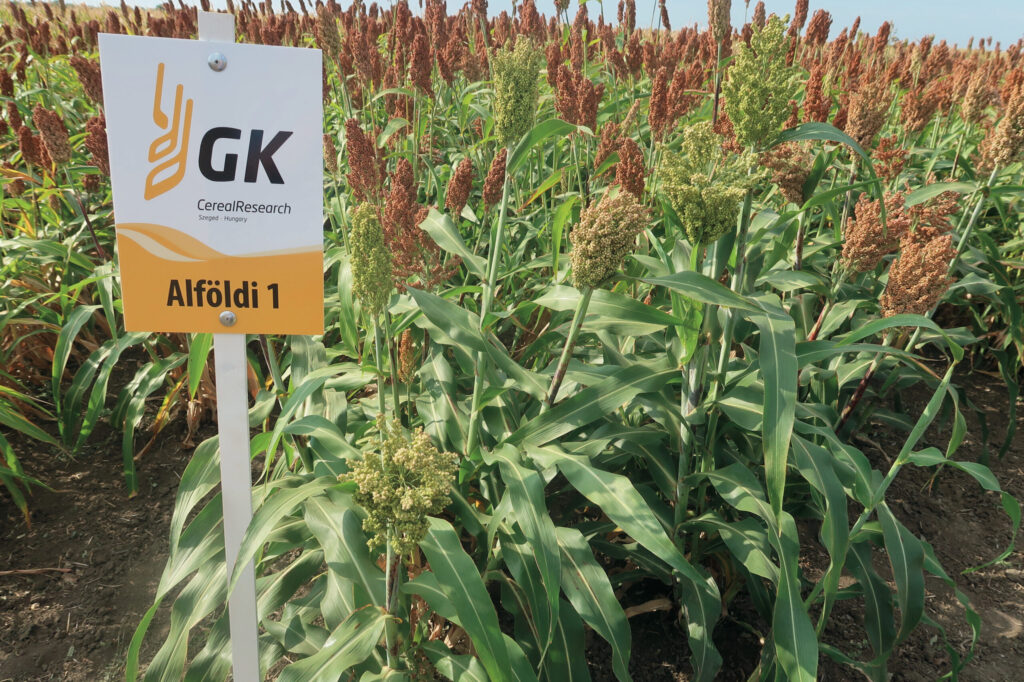 Az Alföldi 1 megbízhatósága mindent felülír