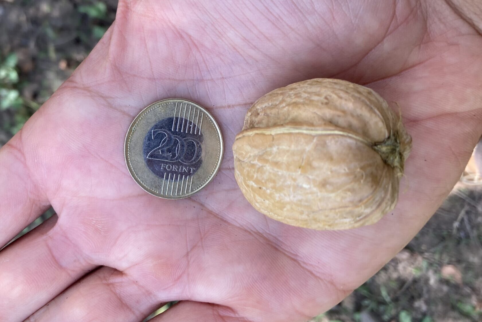 Fontos termékük a dió