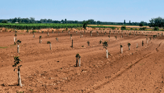 2024 téli, 2025 tavaszi telepítés idén nyáron a Duna–Tisza közén