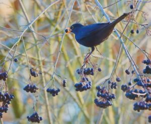 Savanyú bogyóit szívesen fogyasztják a madarak